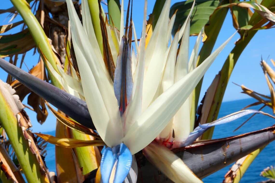 Blüte der Baum-Strelitzie (Strelitzia nicolai)