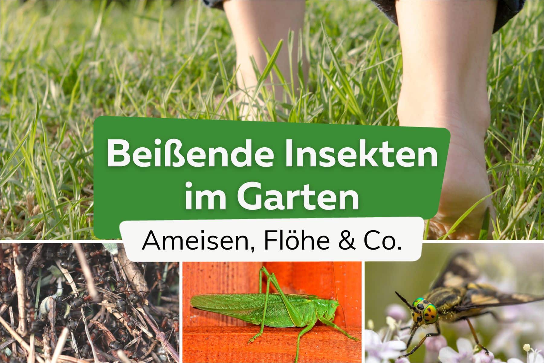 Beißende Insekten im Garten