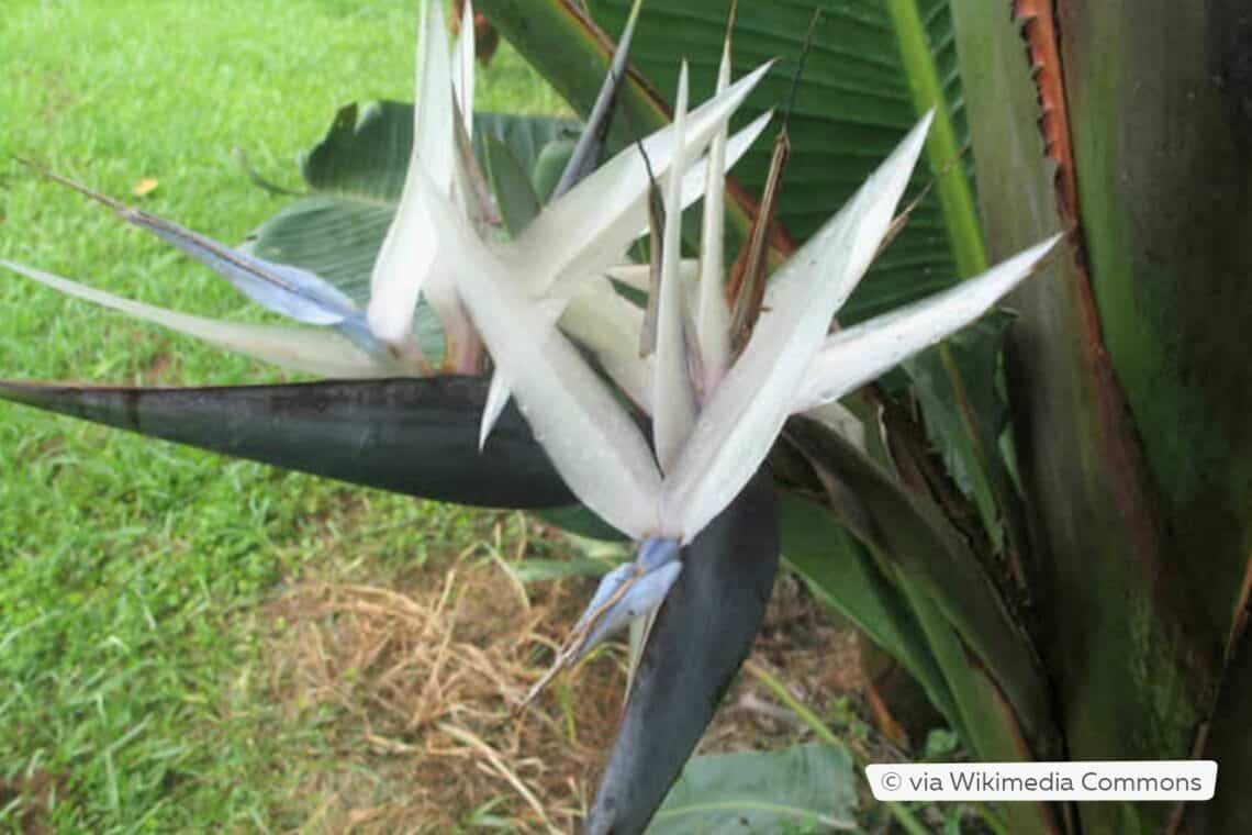 Berg-Strelitzie (Strelitzia caudata)