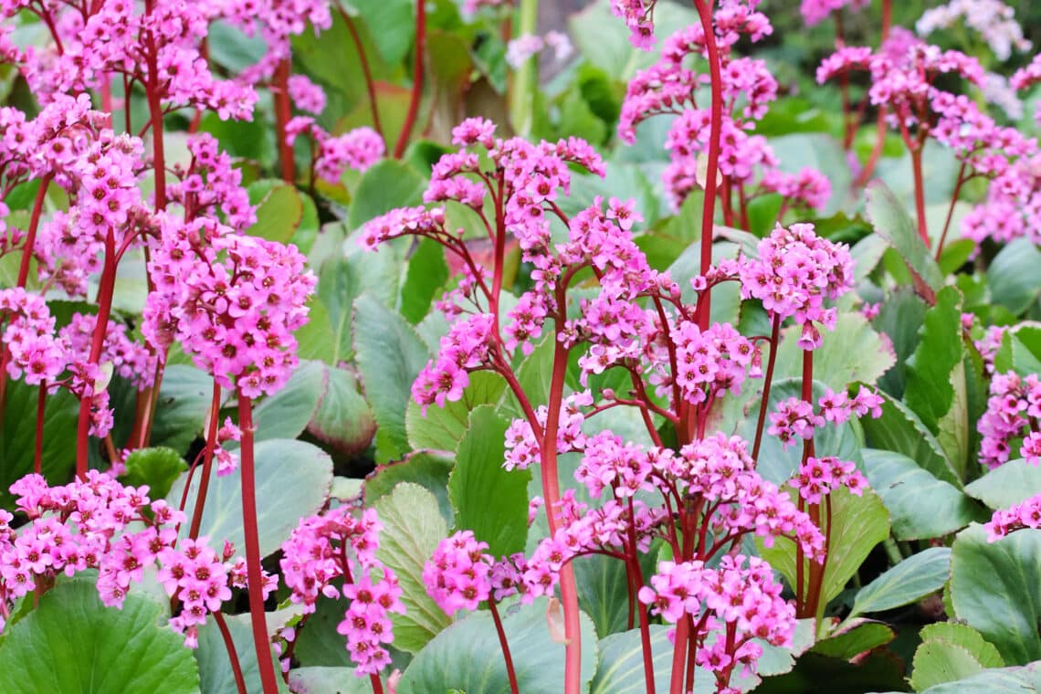 Bergenie  (Bergenia)