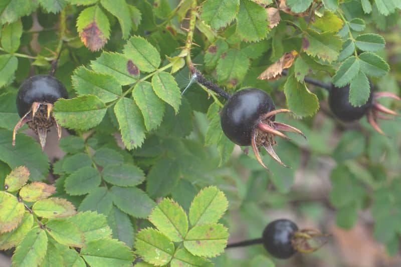 Bibernell-Rose (Rosa spinosissima)