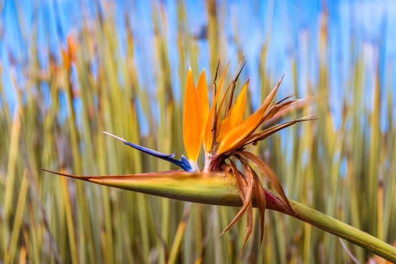 Binsen-Strelitzie (Strelitzia juncea)