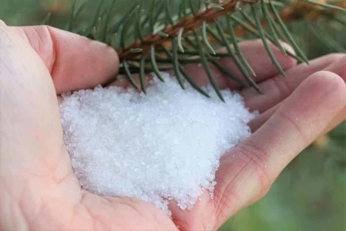 Hand voller Bittersalz unter Nadelbaumzweig