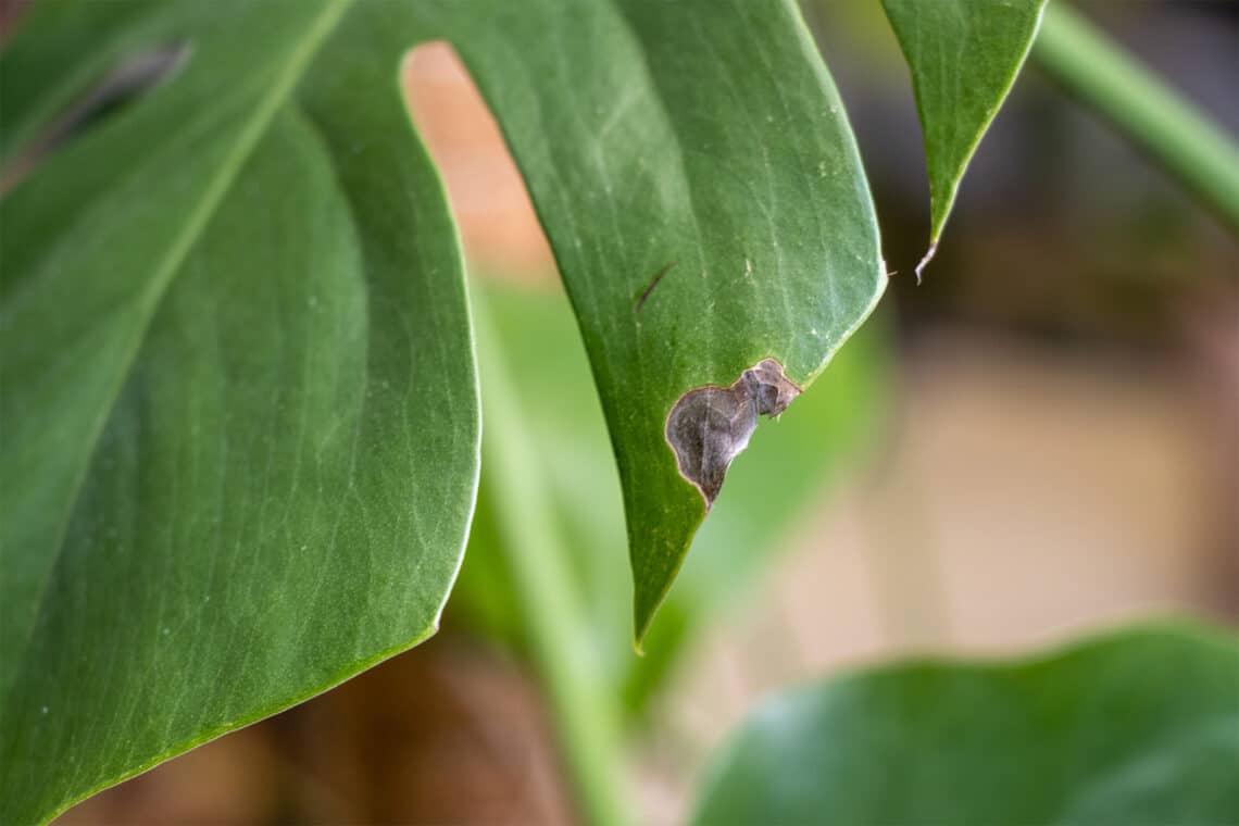 Monstera deliciosa mit braunen Fleck