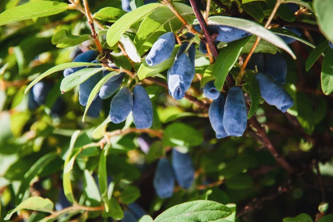 Blaue Heckenkirsche (Lonicera caerulea) mit Beeren