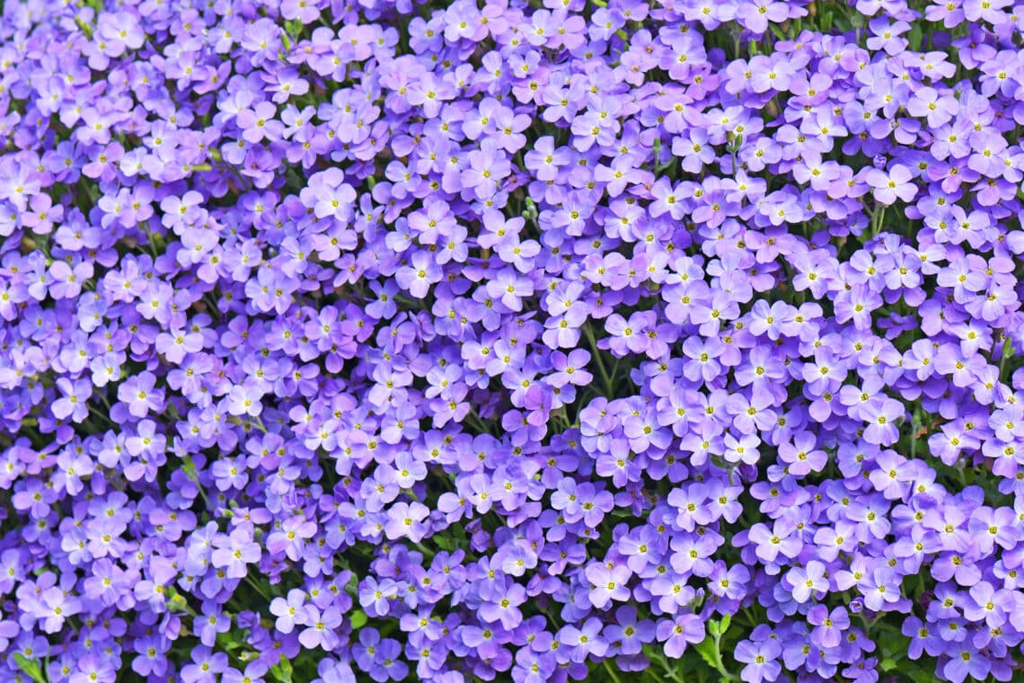 Blaukissen (Aubrieta x cultorum)