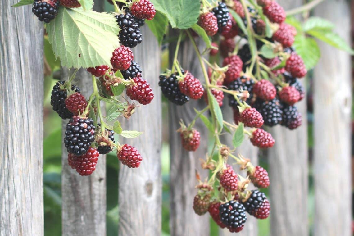 Brombeeren (Rubus sect. Rubus)