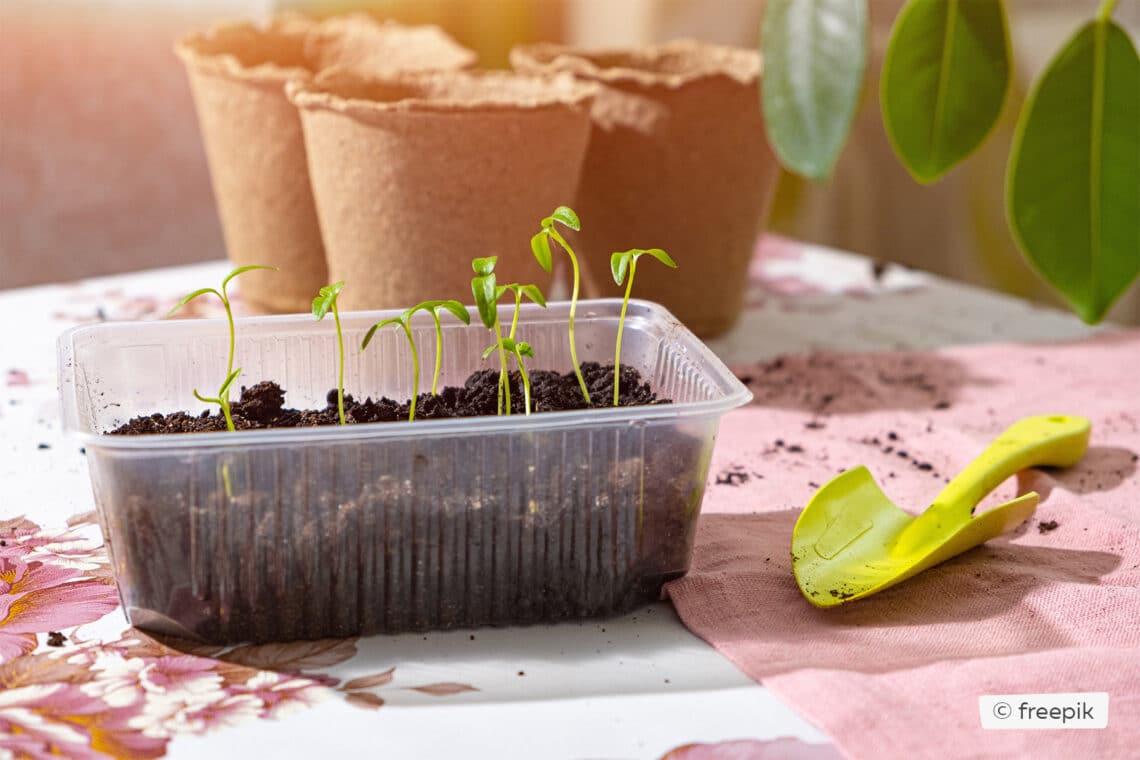 Anzucht von Chilipflanzen in einem Plastikbehälter