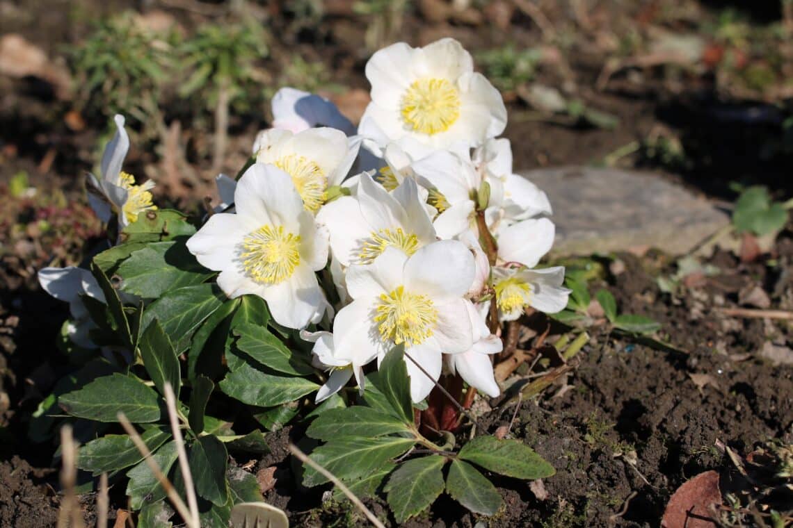 Christrose (Helleborus niger)