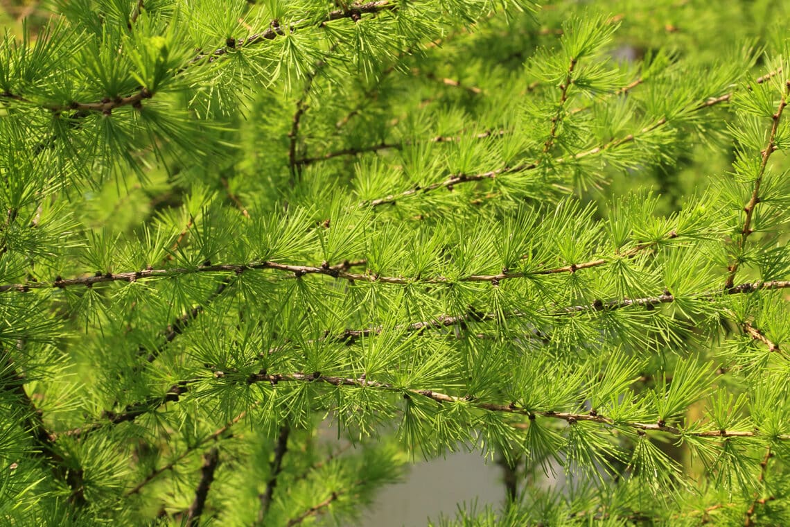 Dahurische Lärche (Larix gmelinii)