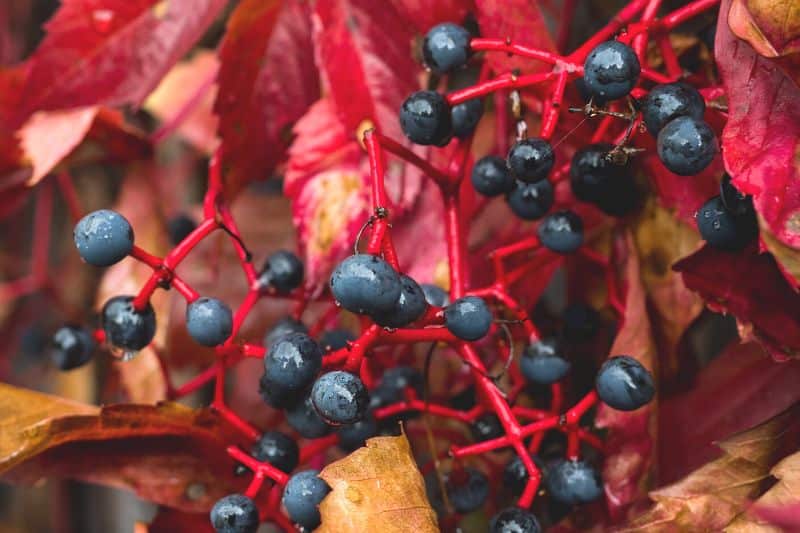 Beeren der Dreispitzigen Jungfernrebe (Parthenocissus tricuspidata)