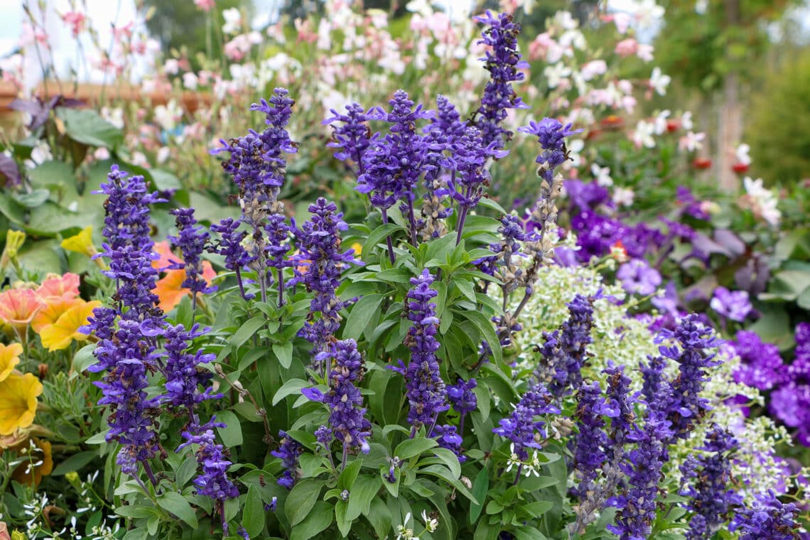 Duftnessel (Agastache rugosa)