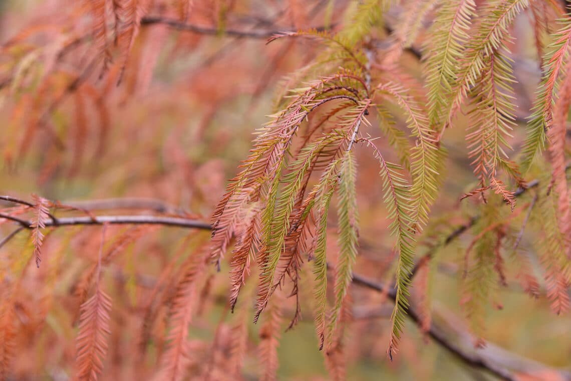 Echte Sumpfzypresse (Taxodium distichum)