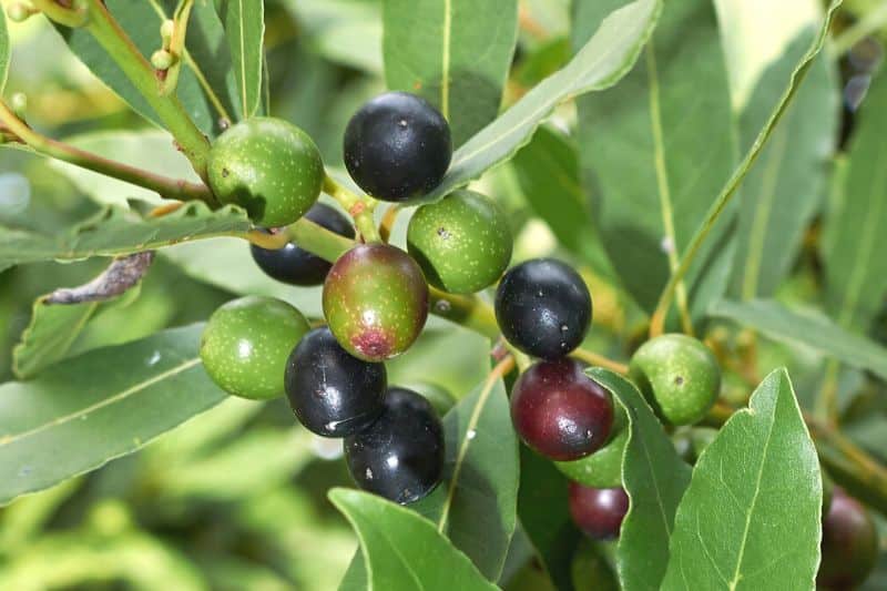 Echter Lorbeer (Laurus nobilis) mit schwarzen Früchten