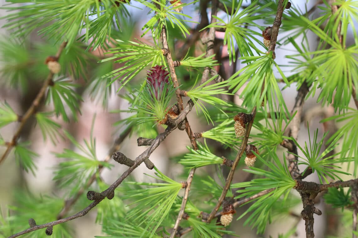 Europäische Lärche (Larix decidua)