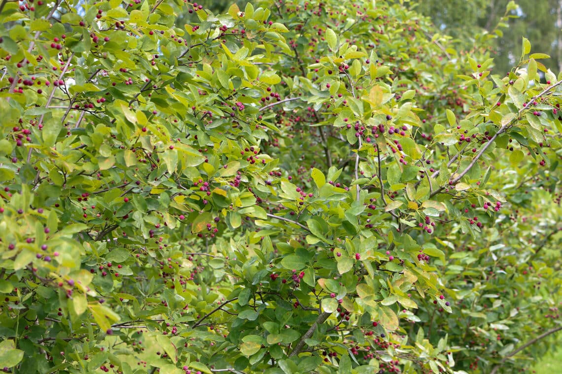 Felsenbirne (Amelanchier)