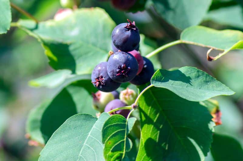 Blaue Beeren an Felsenbirne (Amelanchier ovalis)