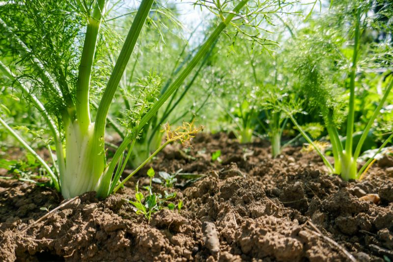 Fenchel (Foeniculum vulgare)