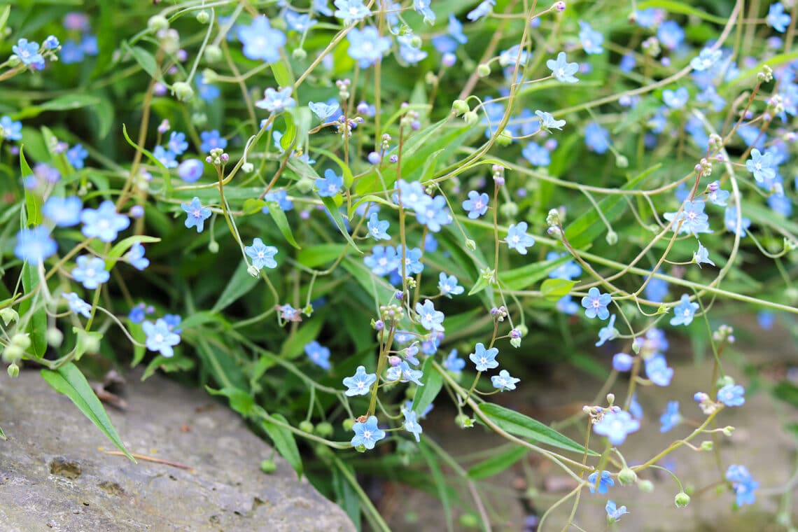 Frühlings-Gedenkemein (Omphalodes verna)