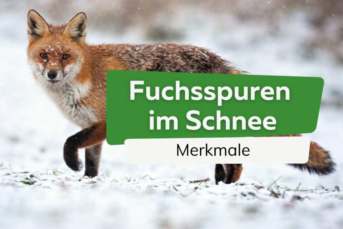 Fuchsspuren im Schnee Titel