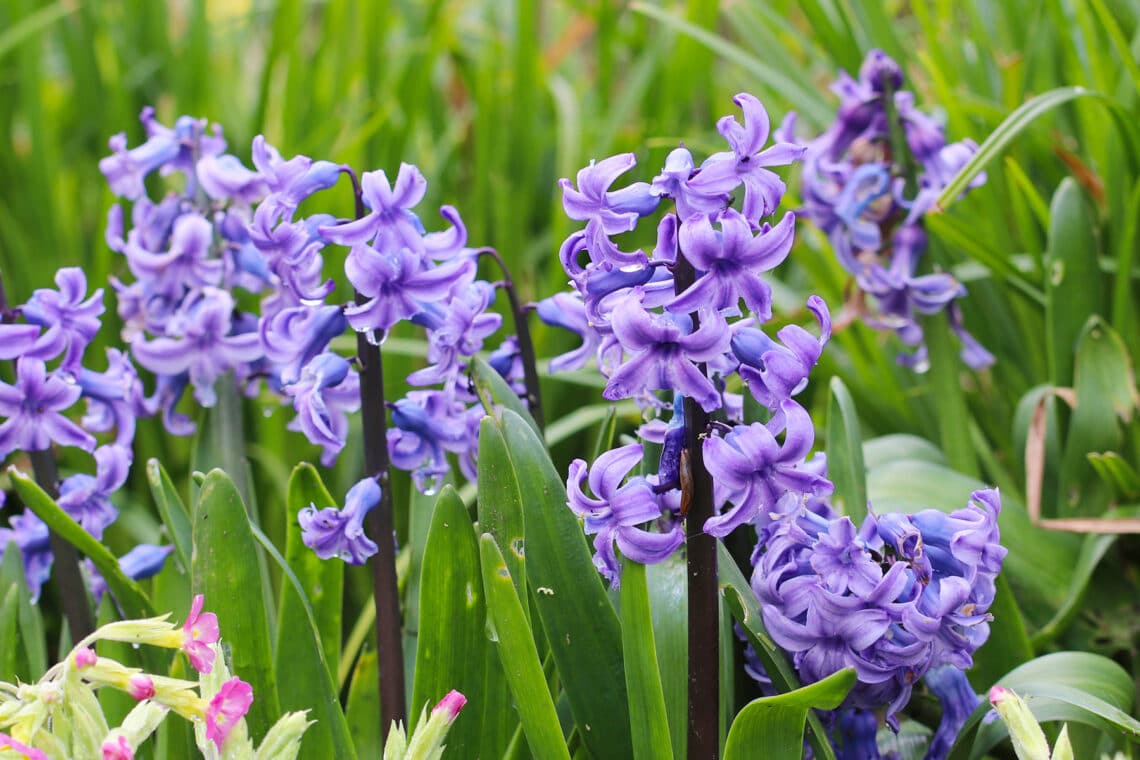 Garten-Hyazinthe (Hyacinthus orientalis)