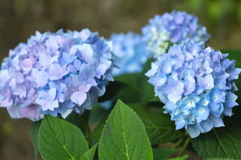 Gartenhortensie 'Endless Summer' mit blauer Blüte