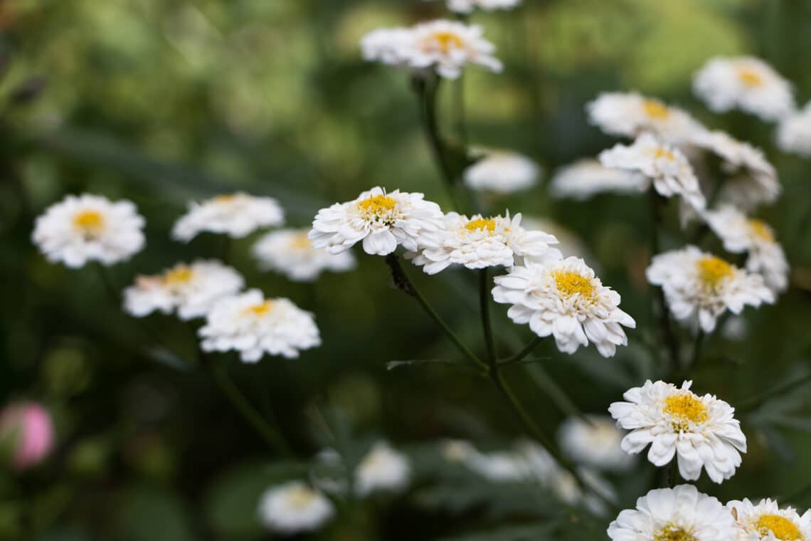 Gefüllte Bertramsgarbe (Achillea ptarmica)