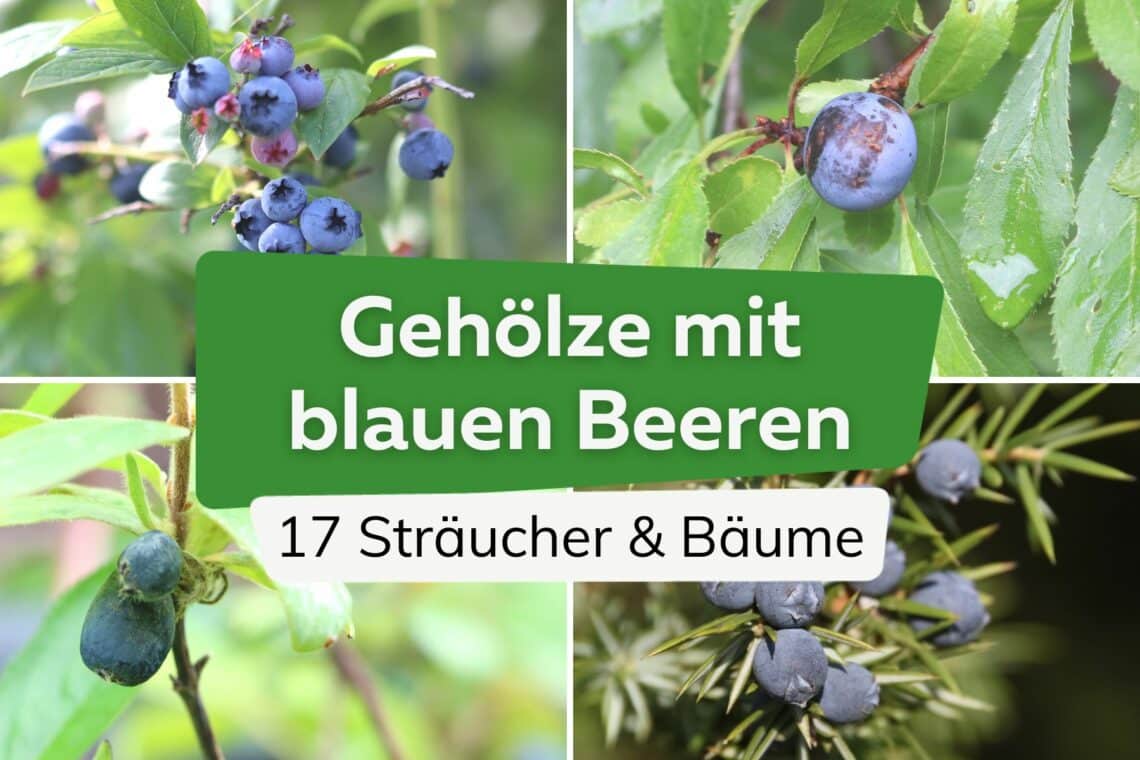 Sträucher und Bäume mit blauen Beeren