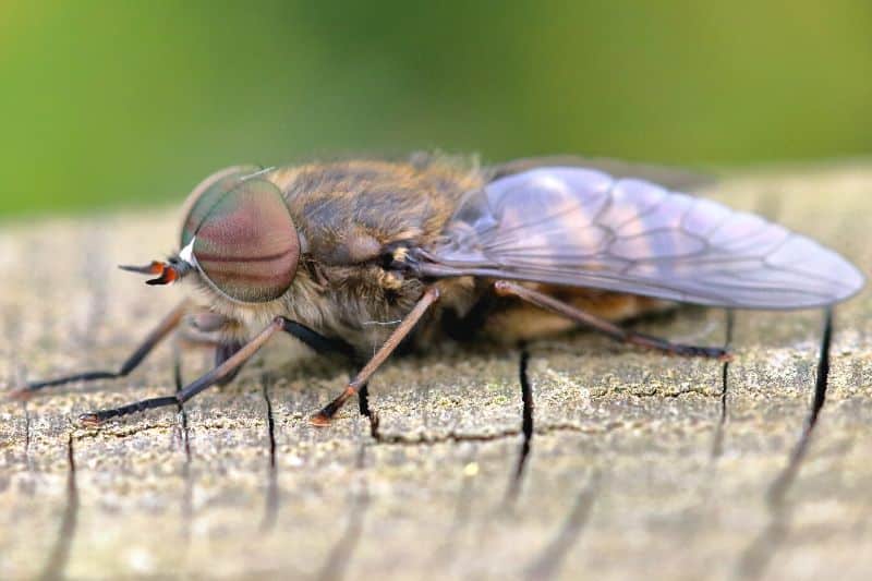 Gemeine Viehbremse (Tabanus bromius)