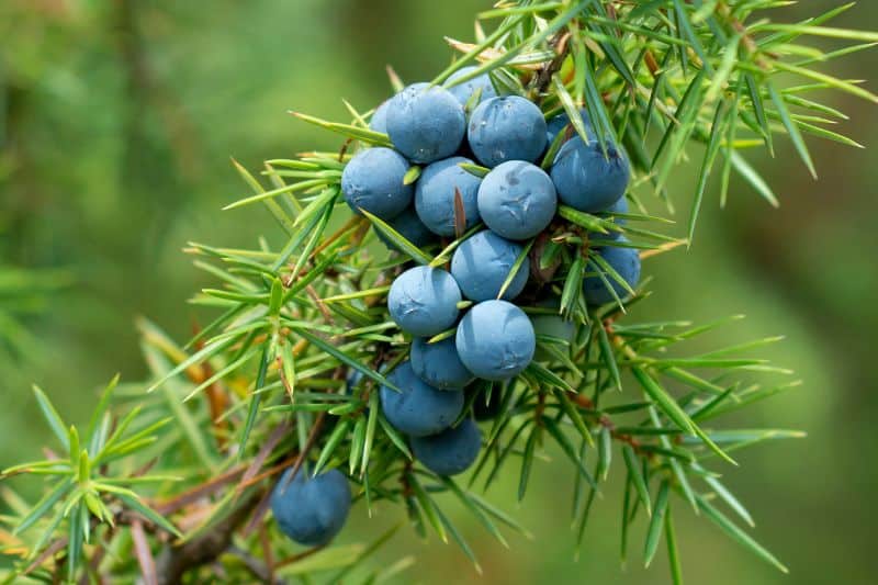 Gemeiner Wacholder (Juniperus communis) mit blauen Beeren