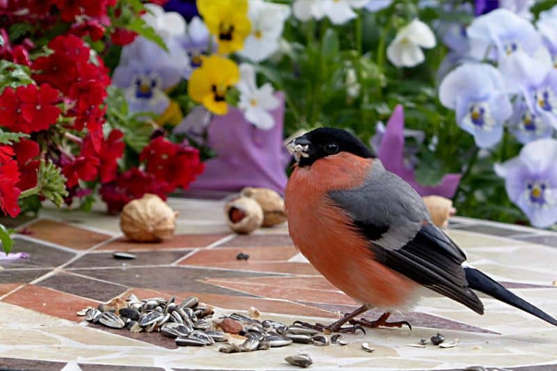 Gimpel Männchen beim fressen von Vogelfutter