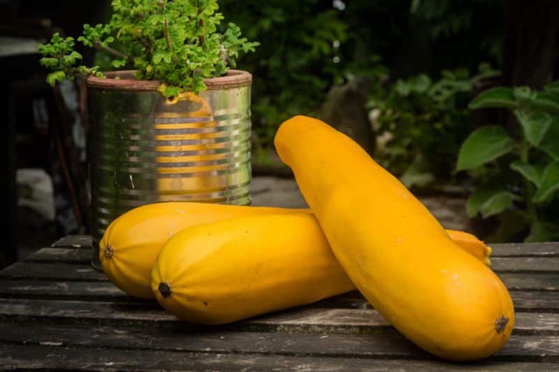 Gold Rush Zucchini