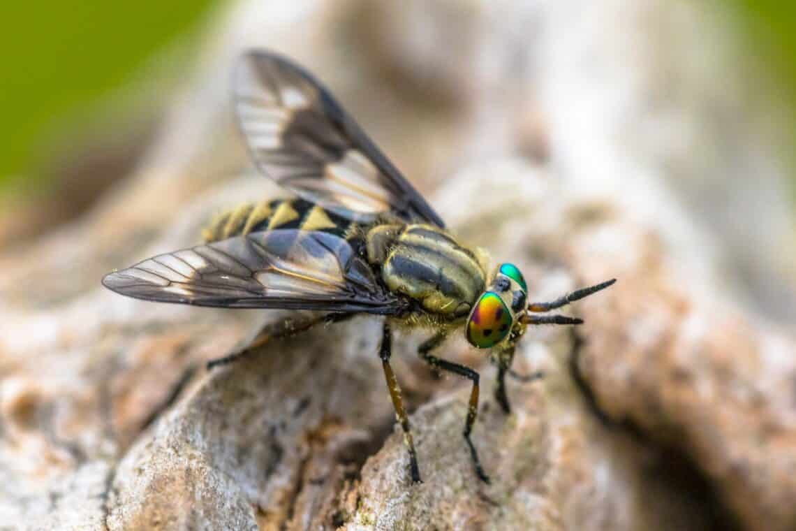 Goldaugenbremse (Chrysops relictus)