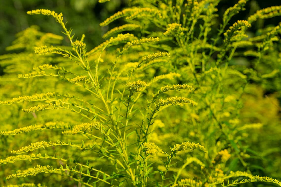 Goldbandrute (solidago virgurea)