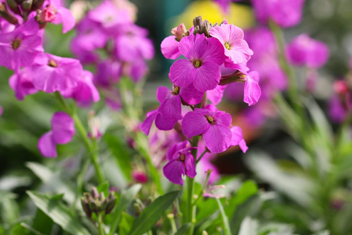 Goldlack  (Erysimum cheiri)