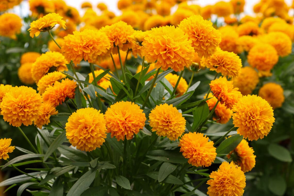 Großblütiges Mädchenauge (Coreopsis grandiflora)