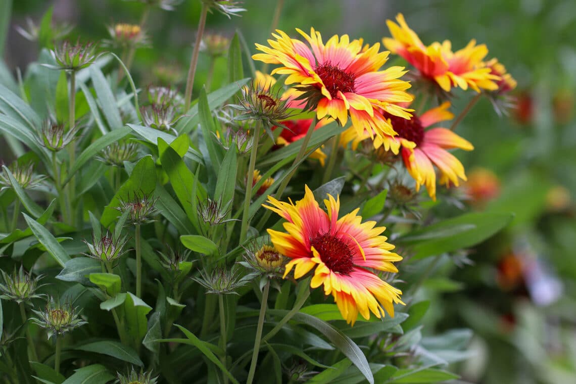 Großblumige Kokardenblume (Gaillardia x grandiflora)