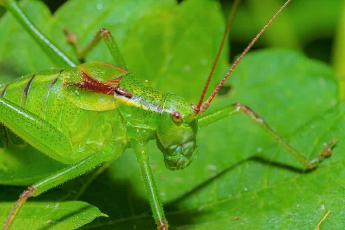 Großes Heupferd (Tettigonia viridissima)