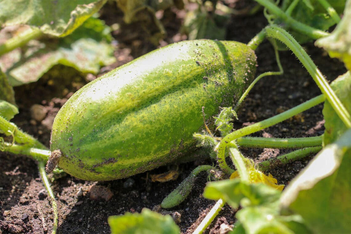 Gurke (Cucumis sativus)