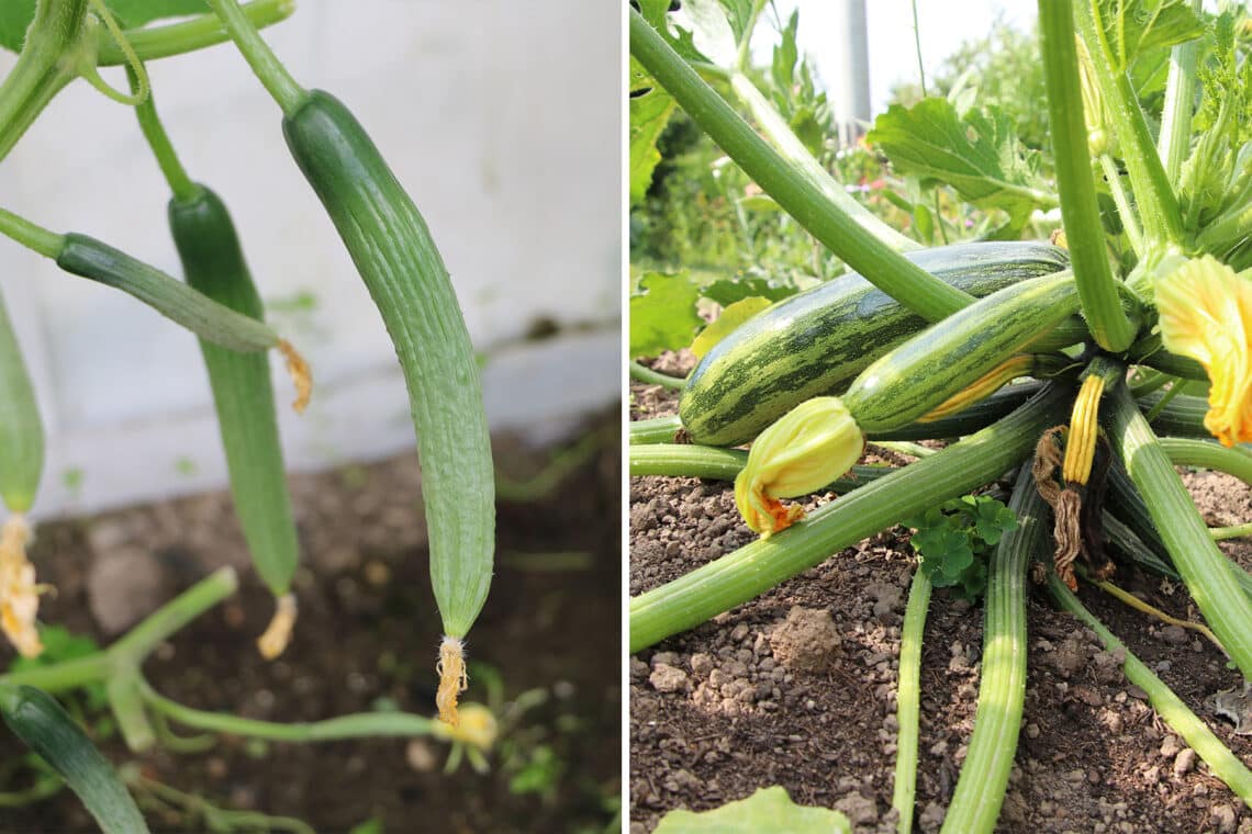 Gurke und Zucchini Mischkultur