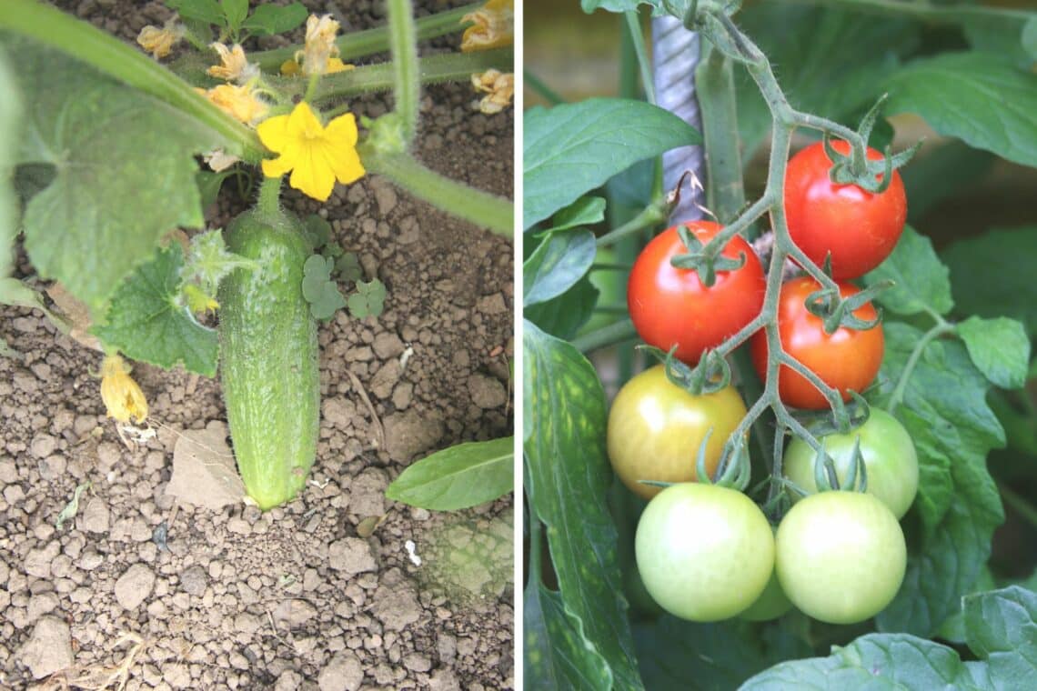 Schlechte Nachbarn für Kürbis: Gurken (links), Tomaten (rechts)