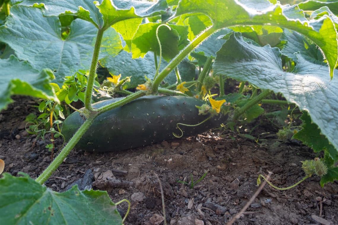 Gurkenpflanze mit Gurke (Cucumis sativus)