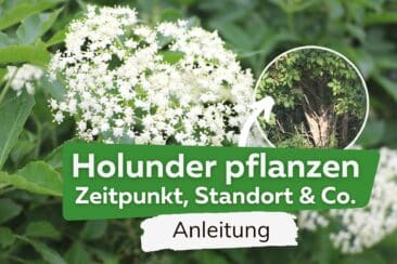 Holunder pflanzen