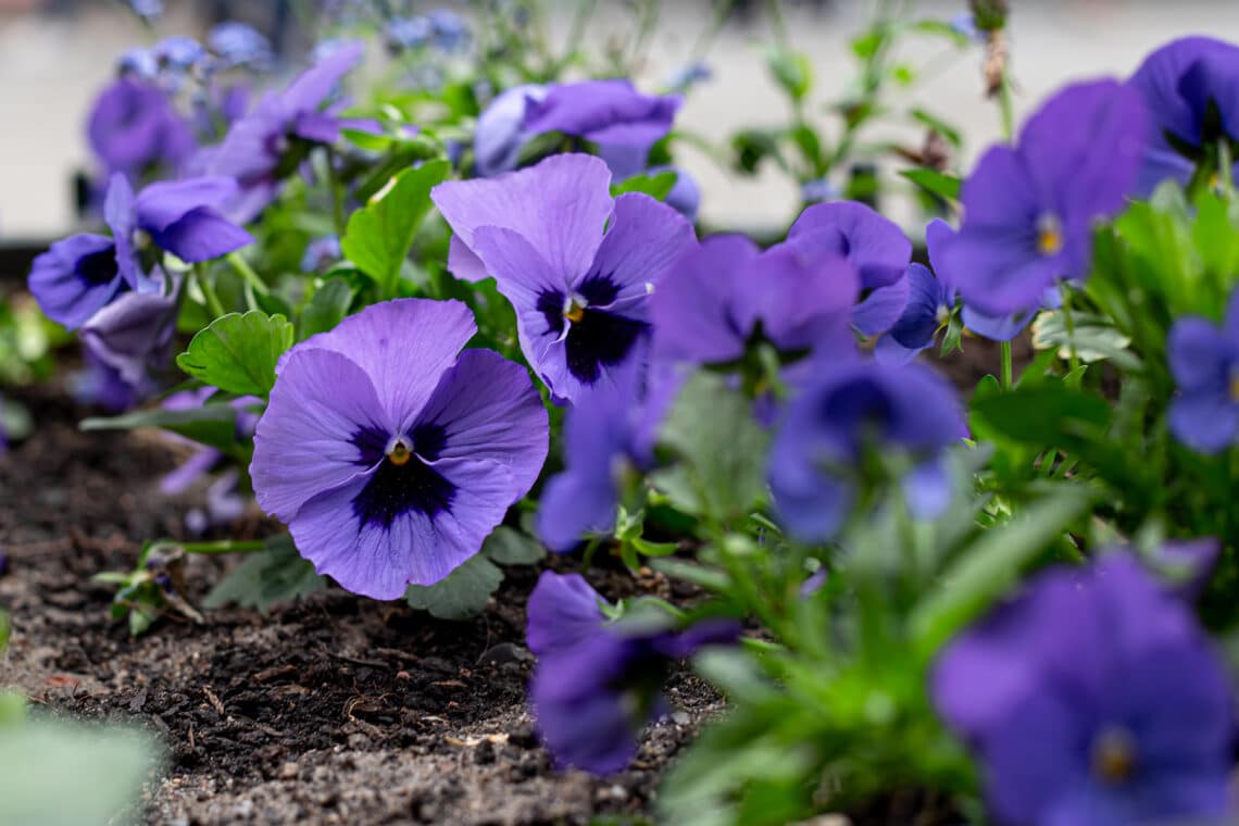 Hornveilchen (Viola cornuta)