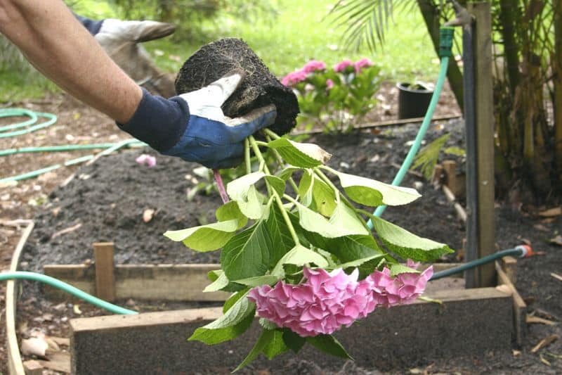 Hortensie pflanzen