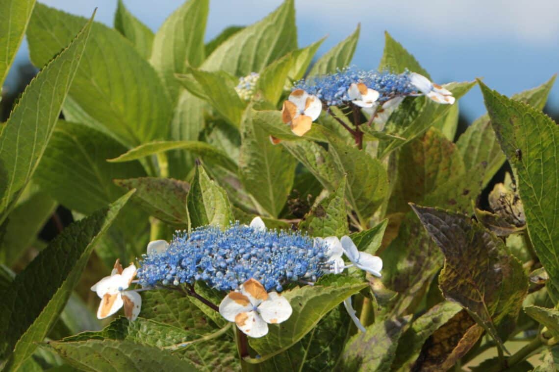 Hortensie mit Sonnenbrand