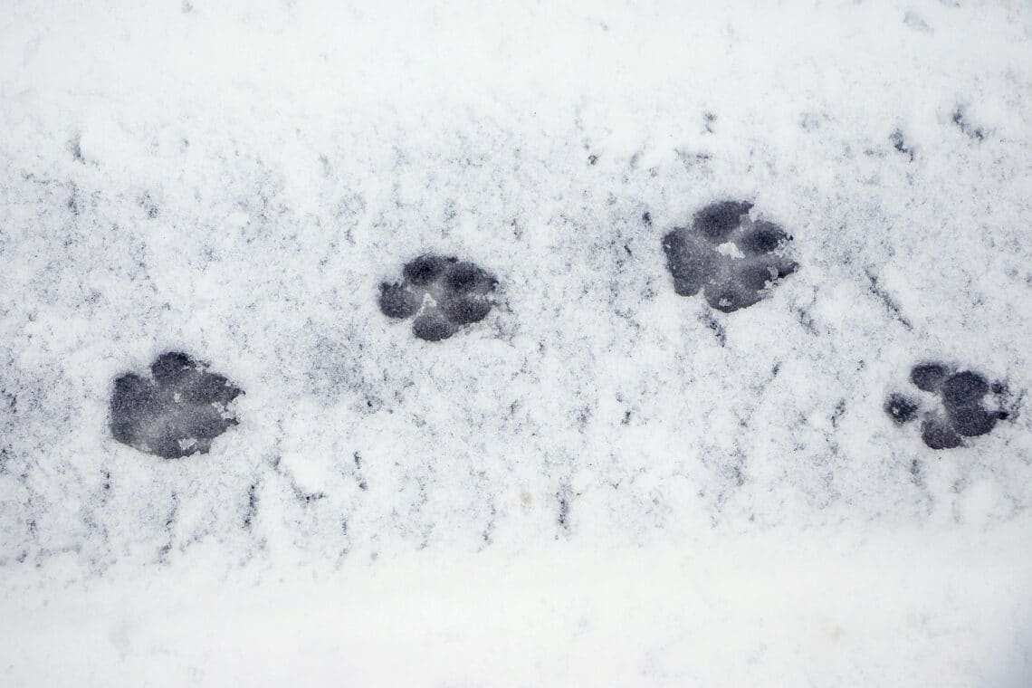 Hundespuren im Schnee