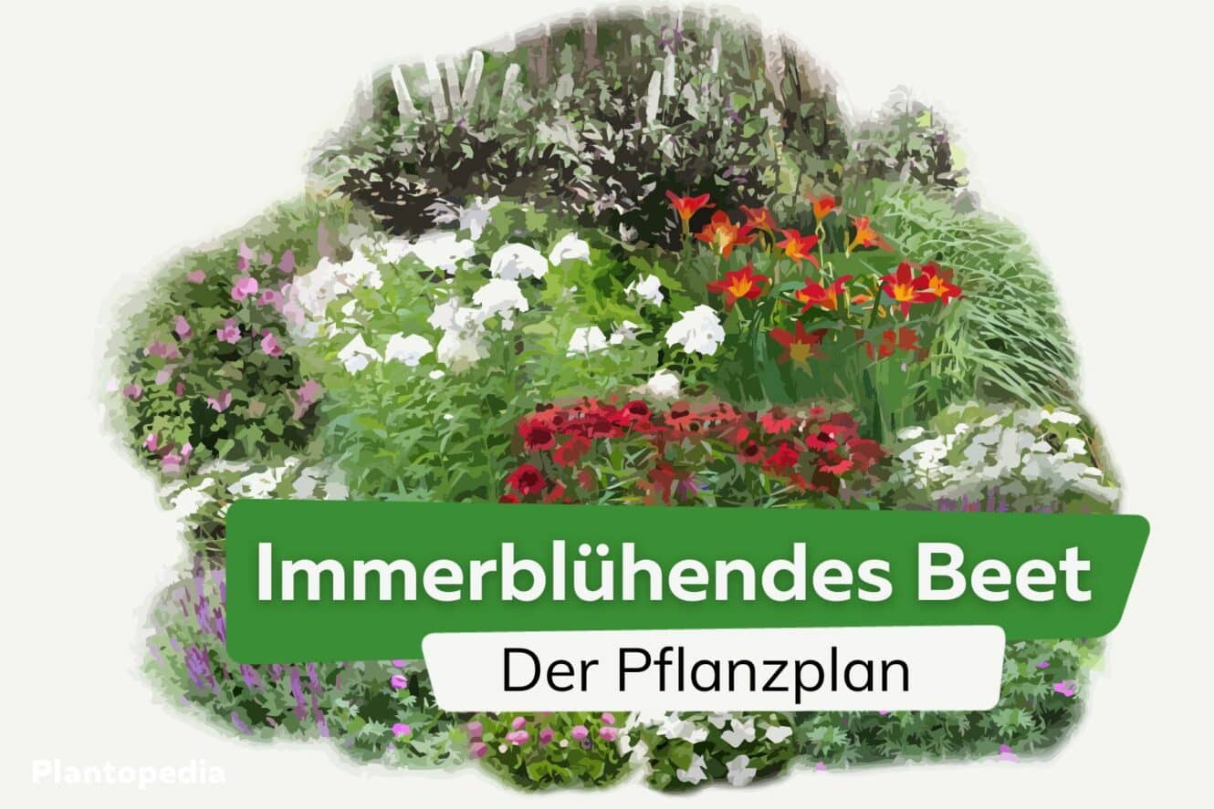 Erstaunlich Immerblhendes Beet Pflanzplan Ebenbild