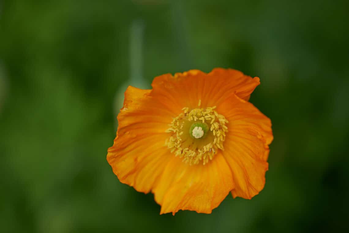 Islandmohn (Papaver nudicaule)