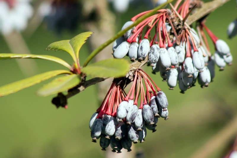 Beeren an Julianes Berberitze (Berberis julianae)